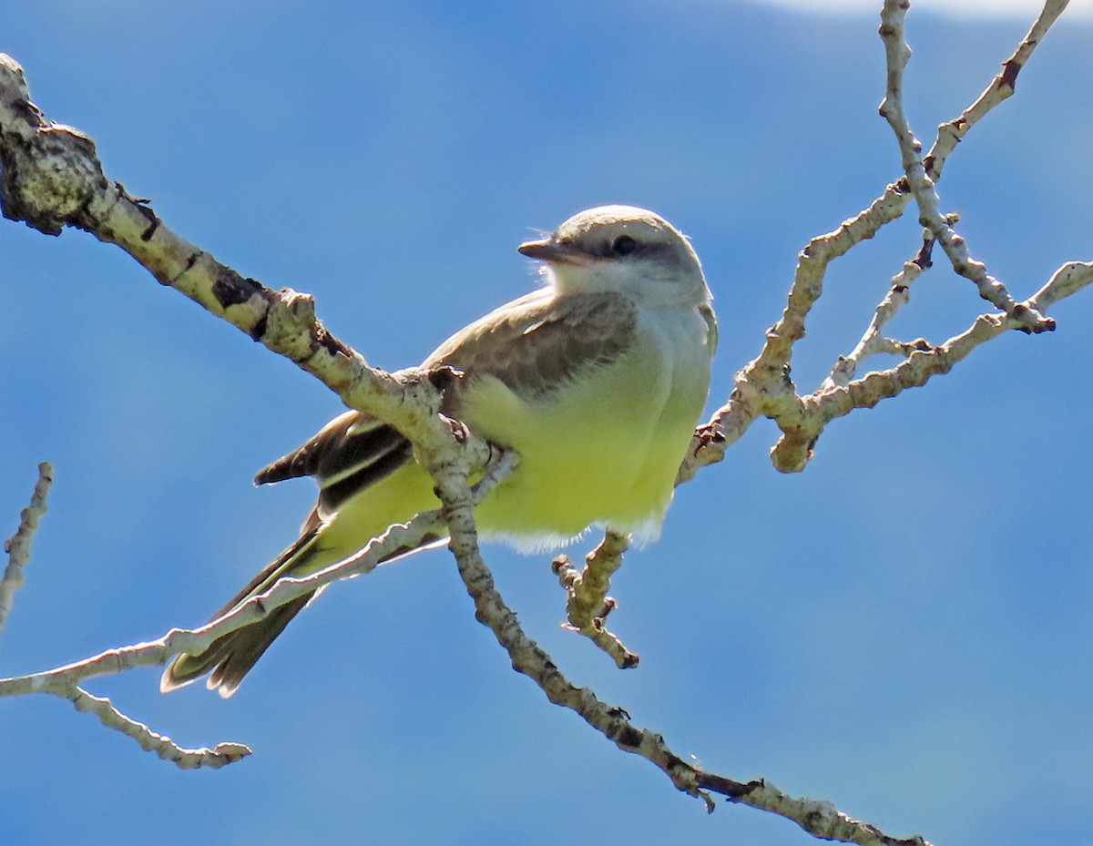 Western Kingbird - ML622519078