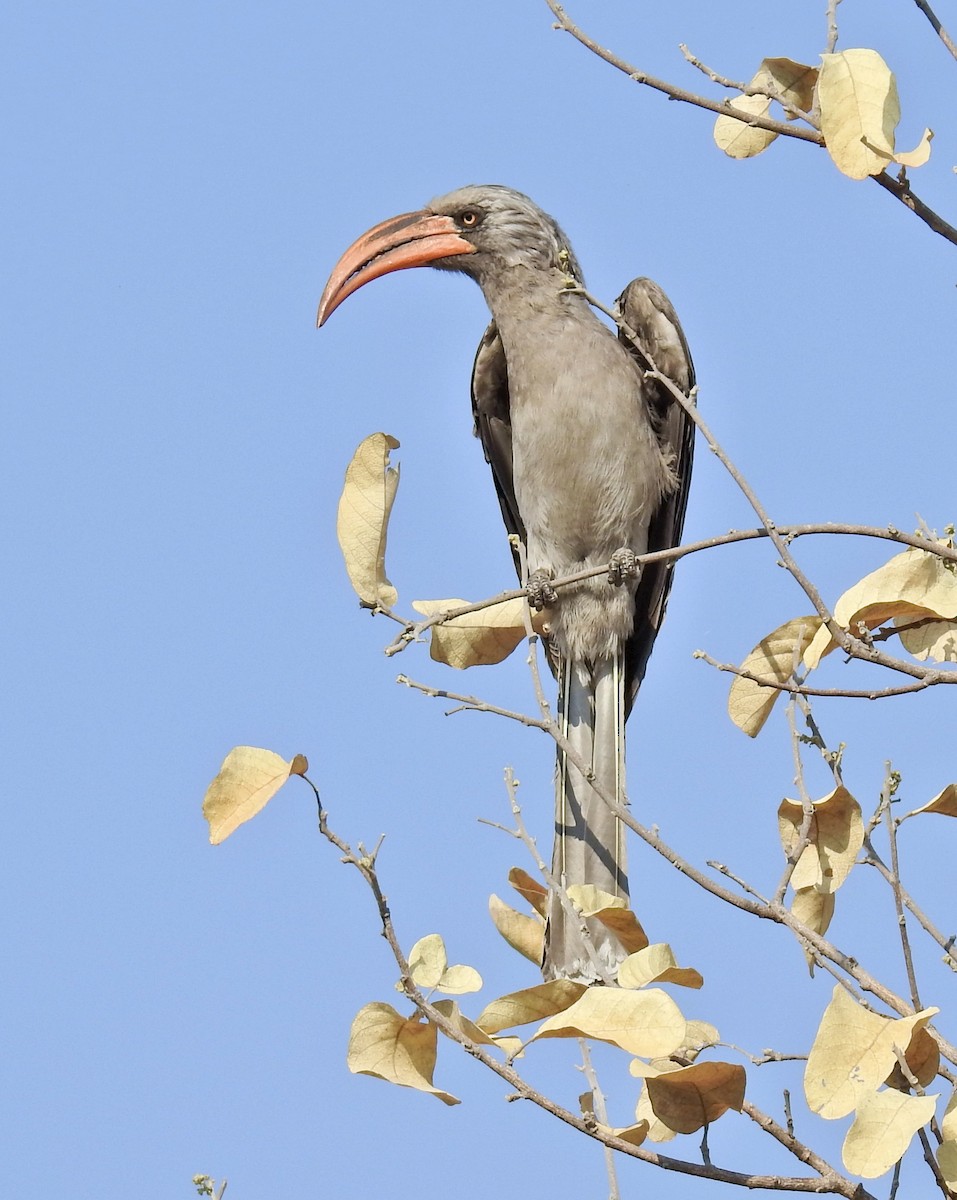 Bradfield's Hornbill - ML622519121