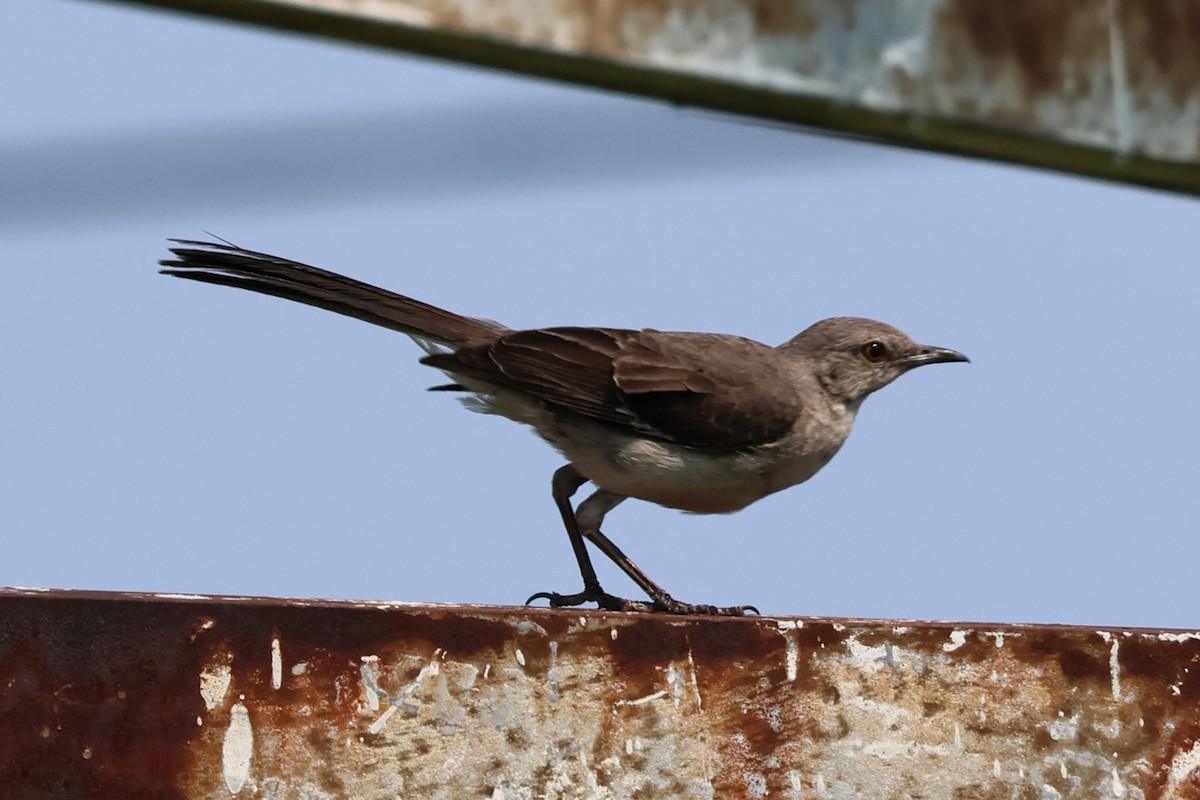 Northern Mockingbird - ML622519149