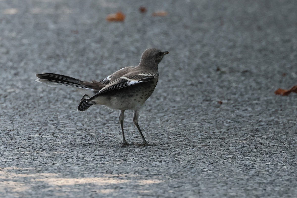 Northern Mockingbird - ML622519150