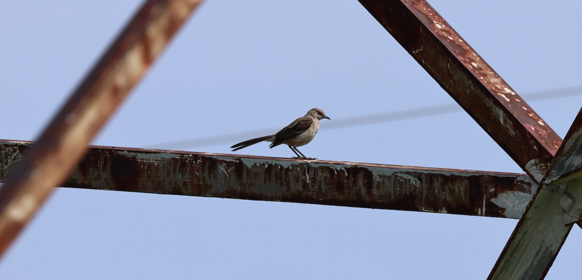 Northern Mockingbird - ML622519151