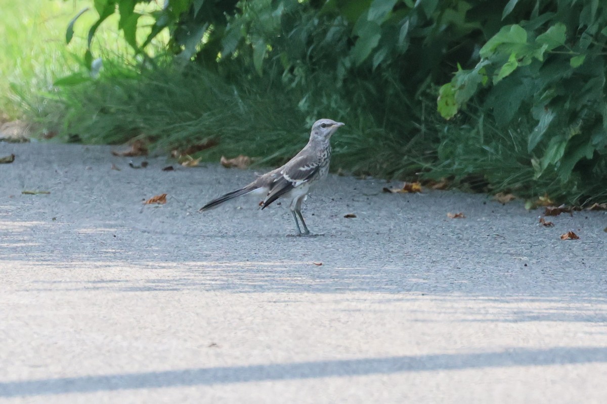 Northern Mockingbird - ML622519152