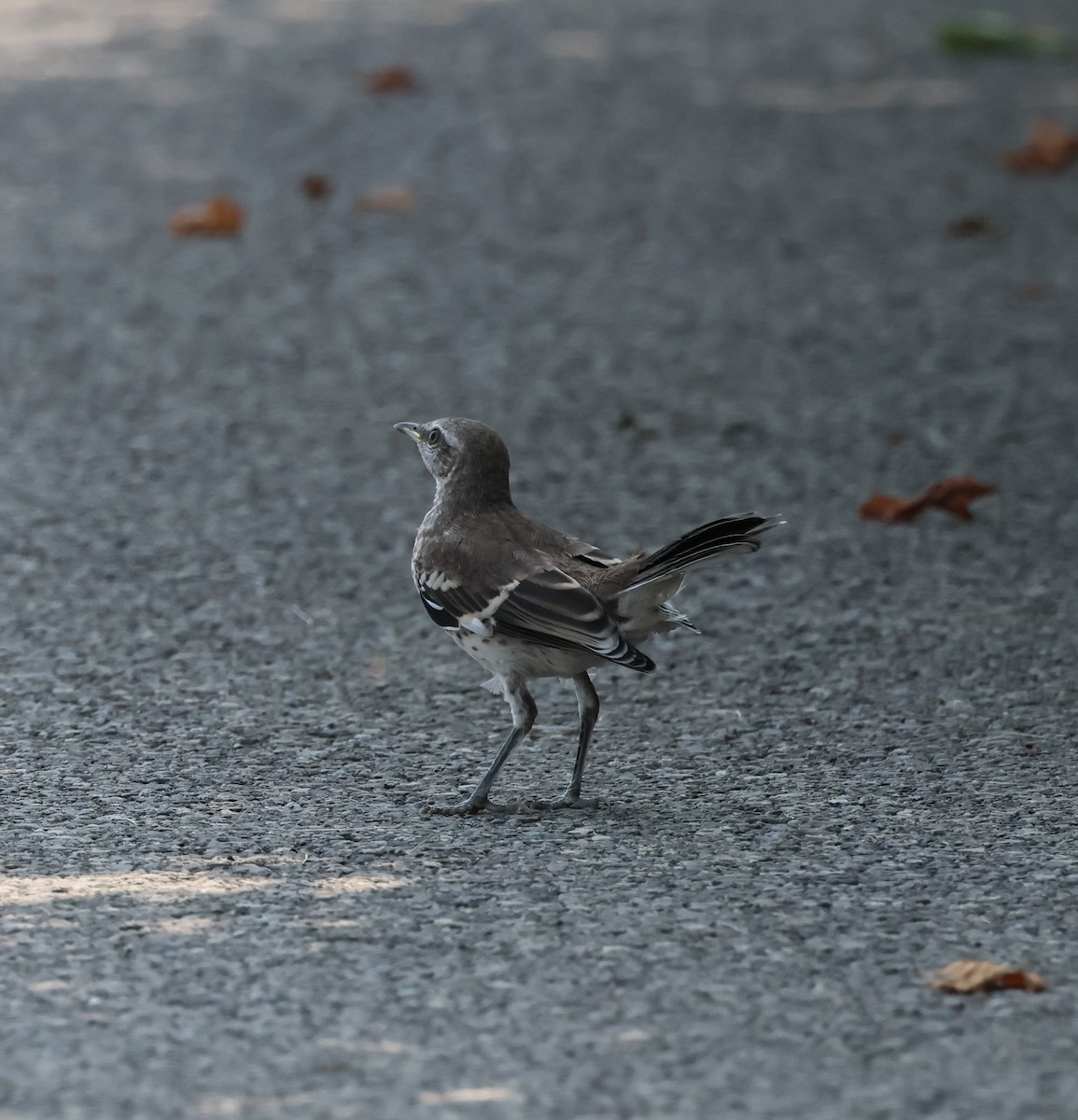 Northern Mockingbird - ML622519153