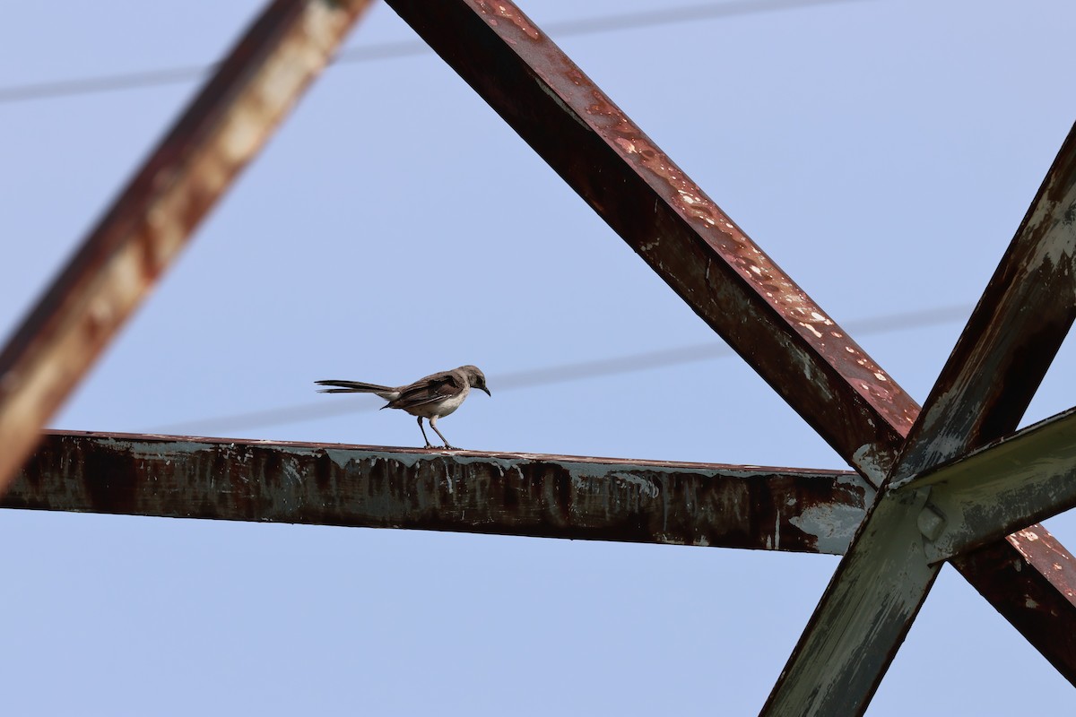 Northern Mockingbird - ML622519154