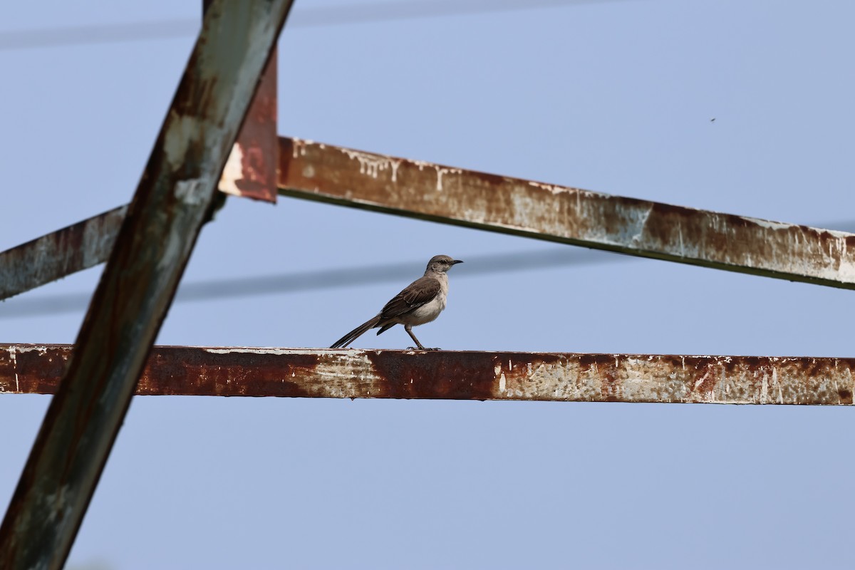 Northern Mockingbird - ML622519155