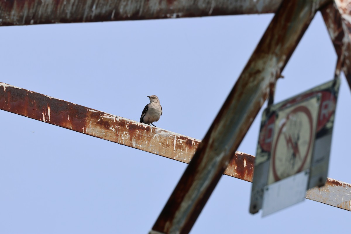 Northern Mockingbird - ML622519156