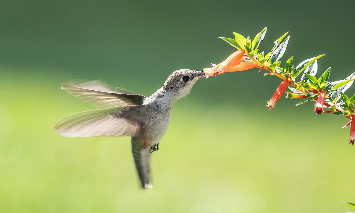 Ruby-throated Hummingbird - ML622519188