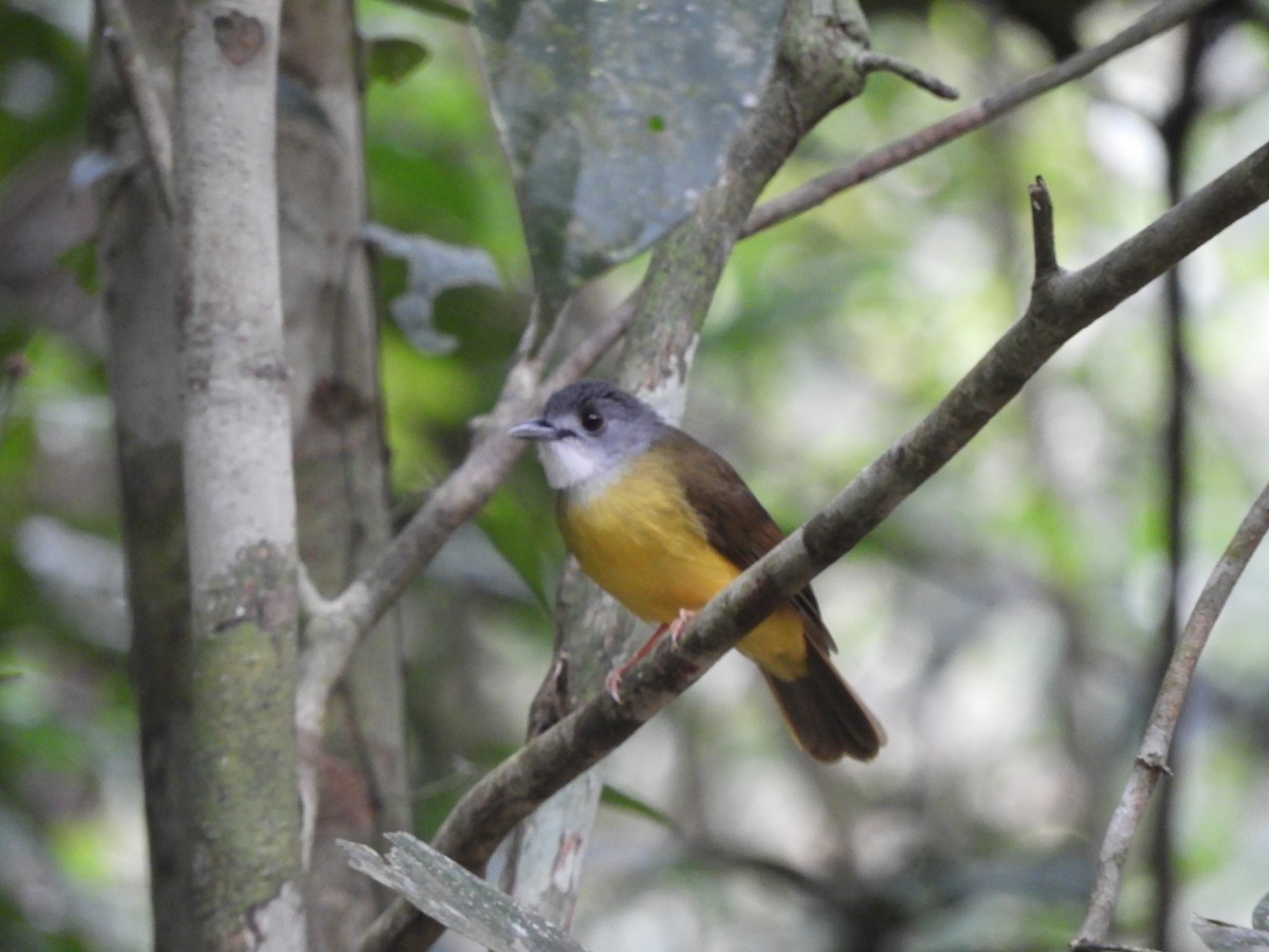 Yellow-bellied Bulbul - ML622519340