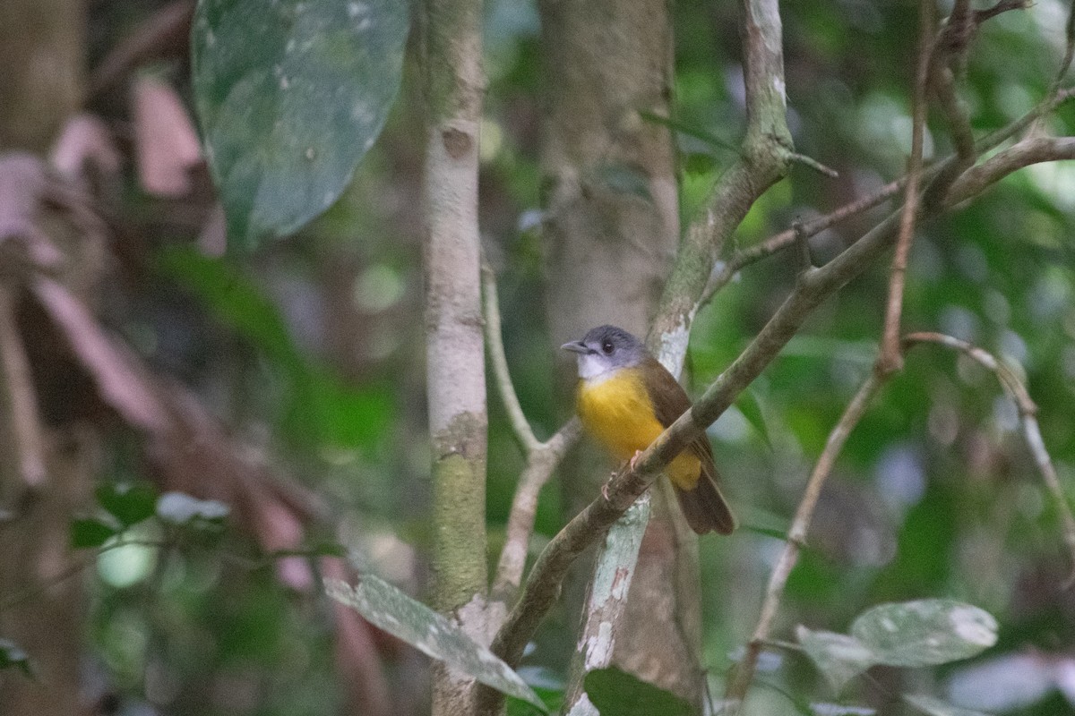 Yellow-bellied Bulbul - ML622519341