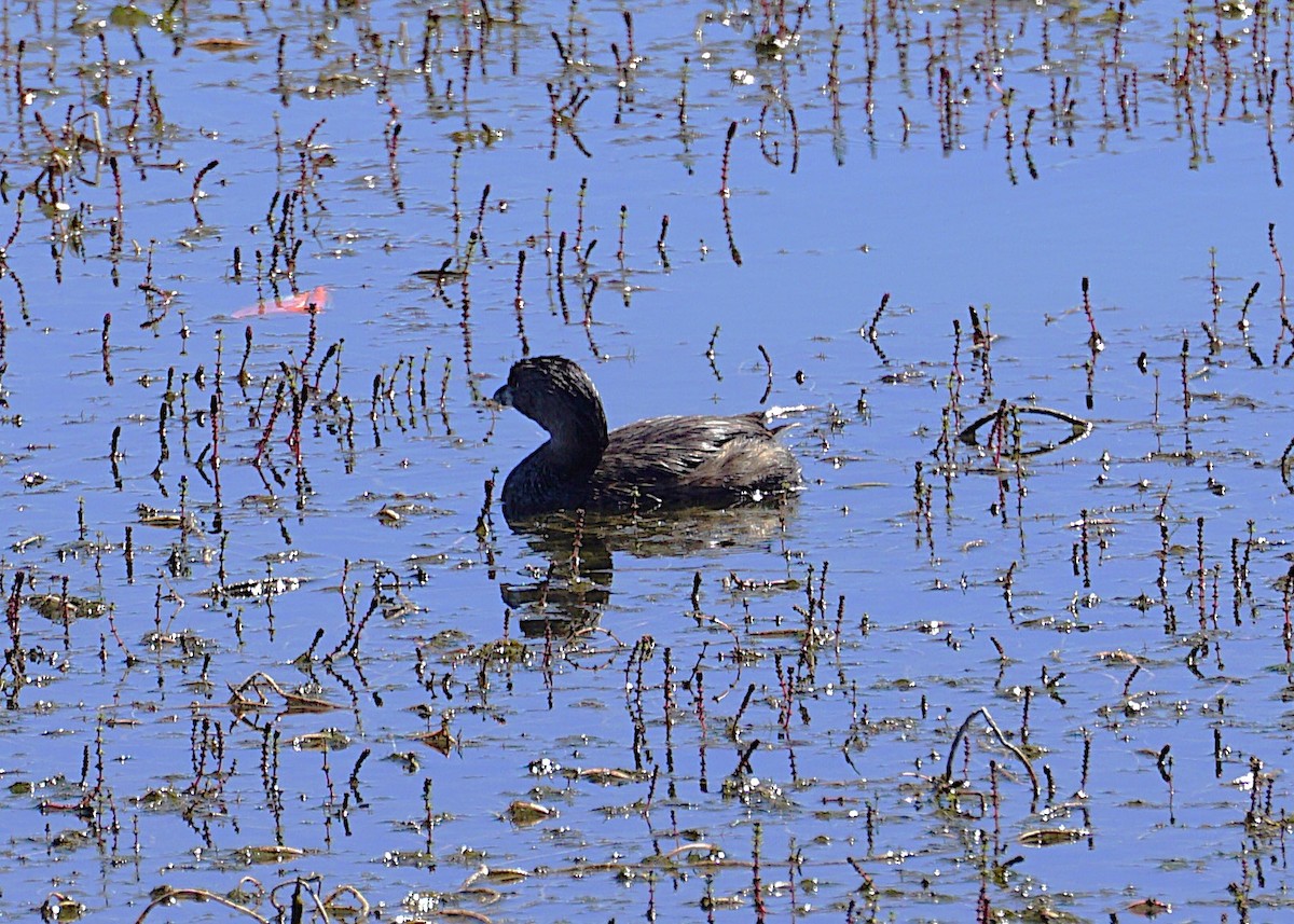 Pied-billed Grebe - ML622519364