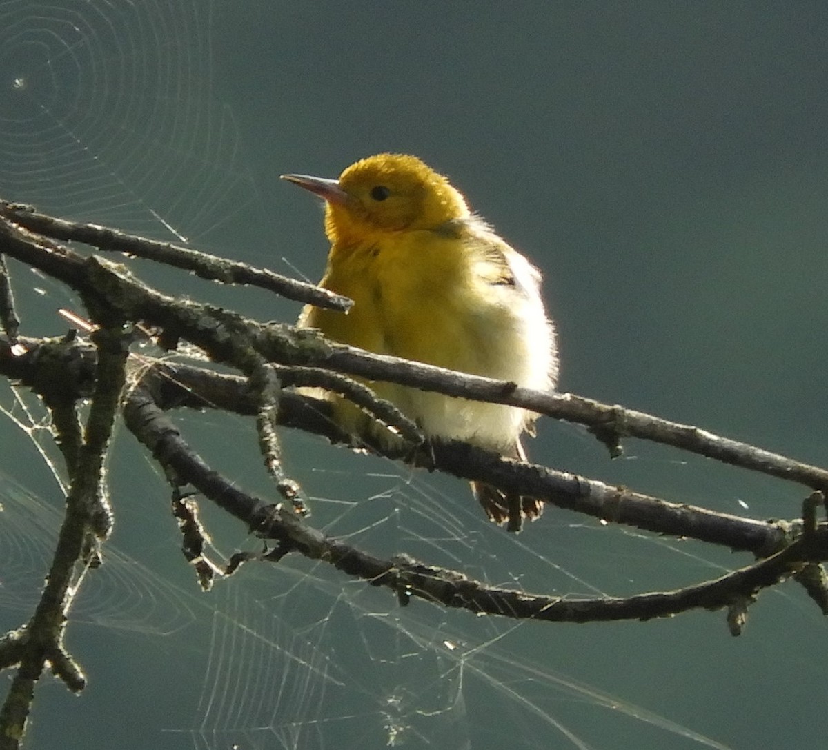 Prothonotary Warbler - Marion Miller