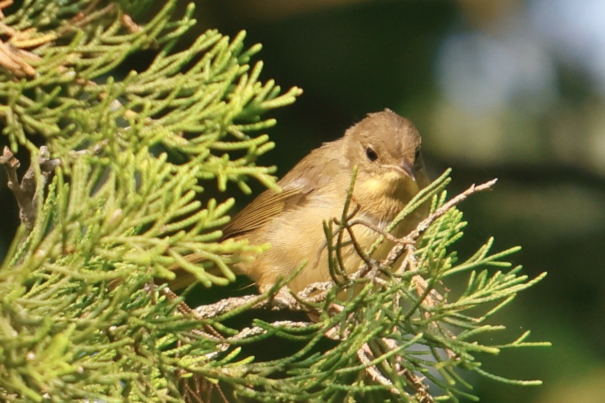 Common Yellowthroat - ML622519532