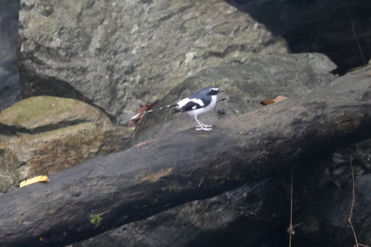 Slaty-backed Forktail - ML622519549