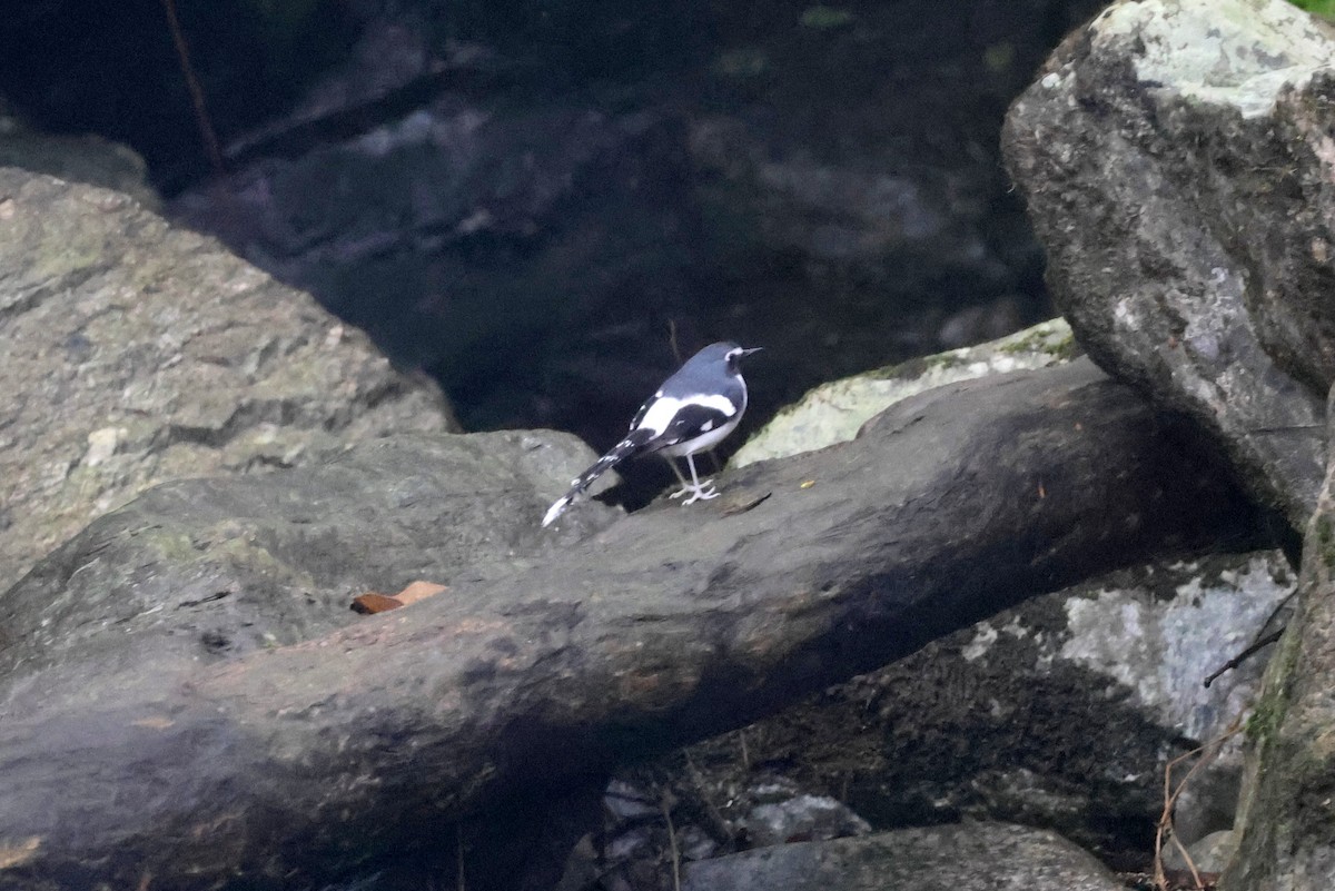 Slaty-backed Forktail - ML622519552