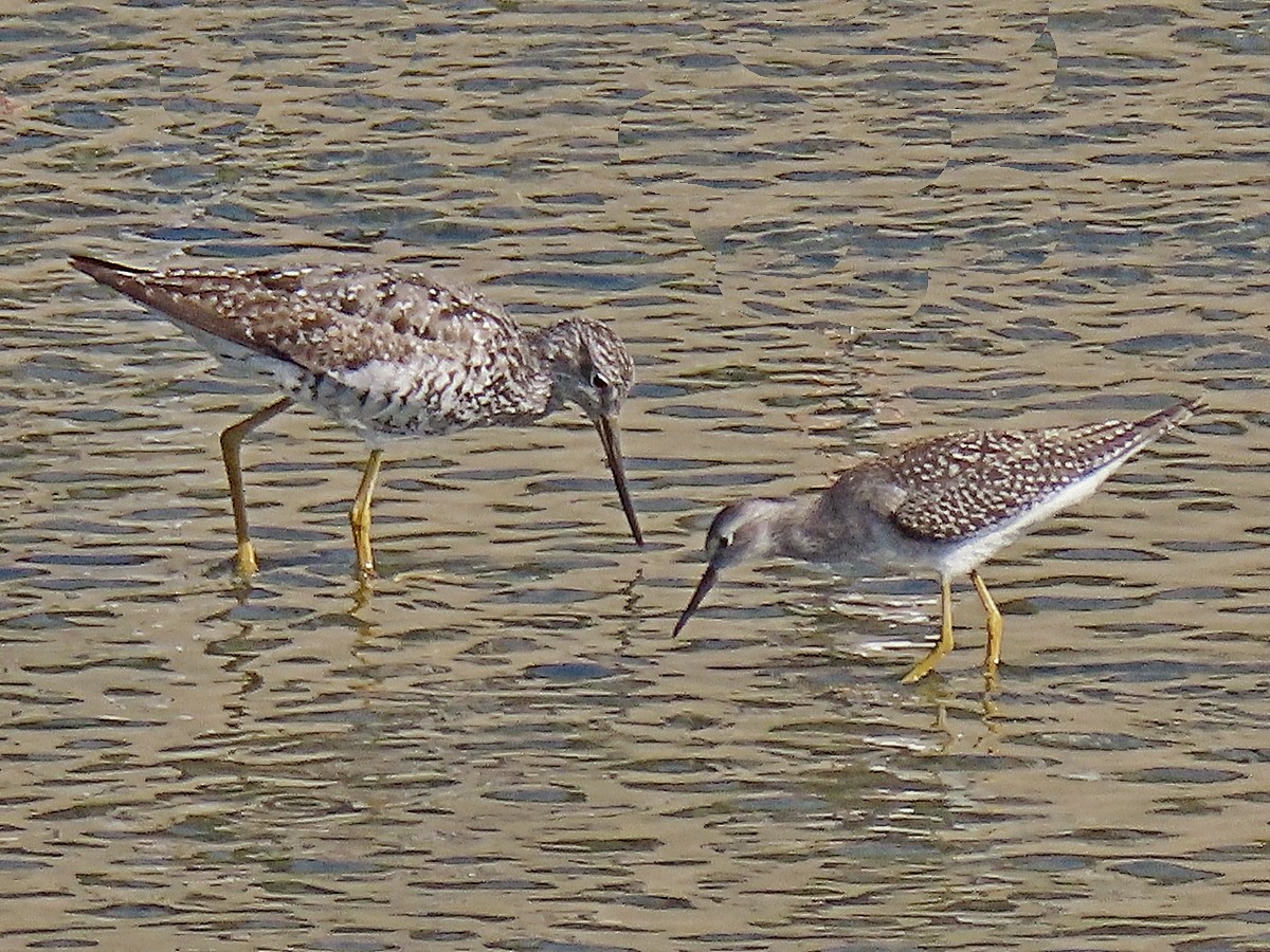 gulbeinsnipe - ML622519574