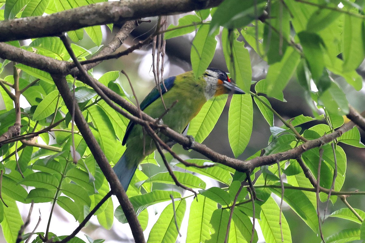 barbet žlutohrdlý - ML622519595