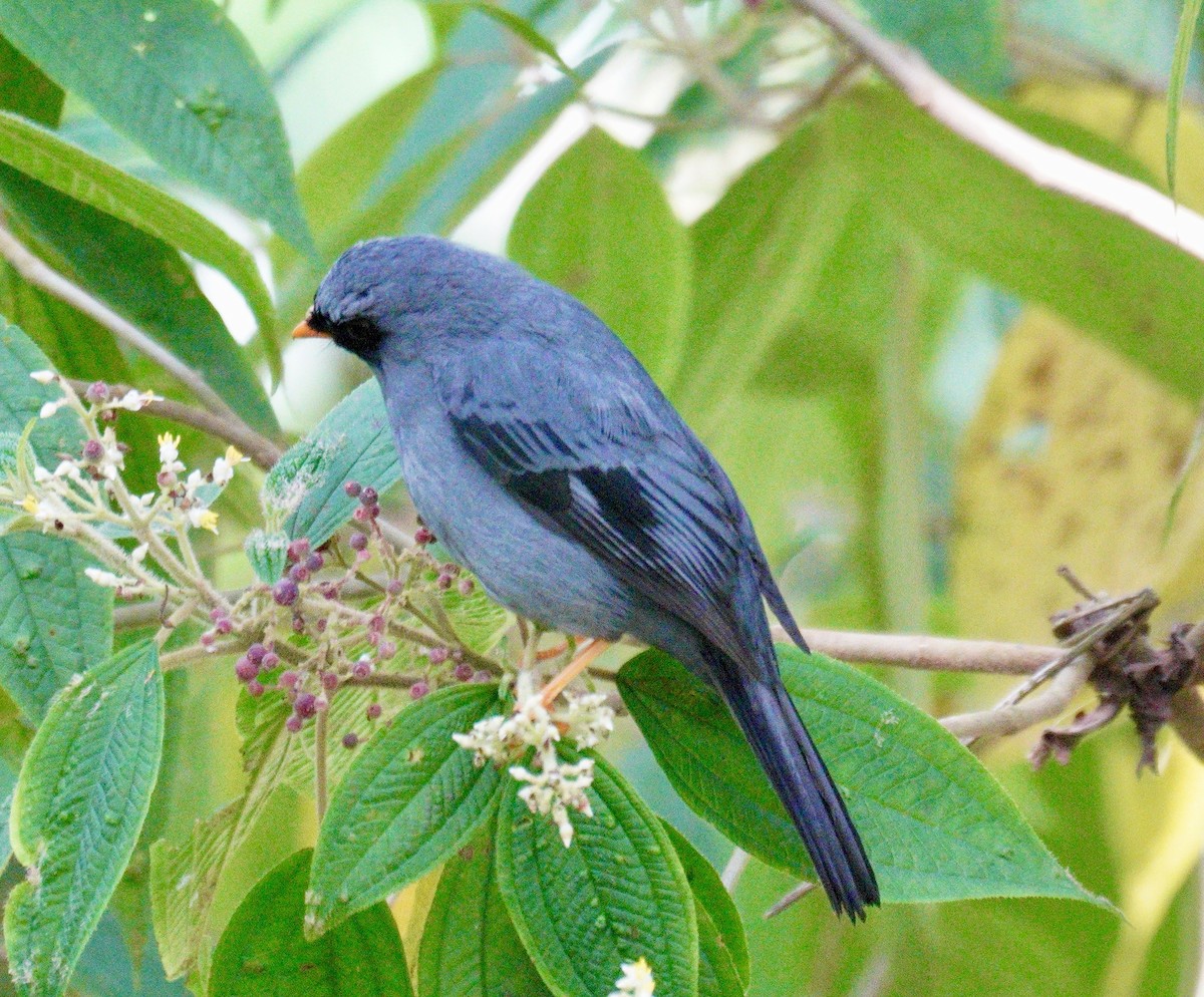 Solitario Carinegro - ML622519619