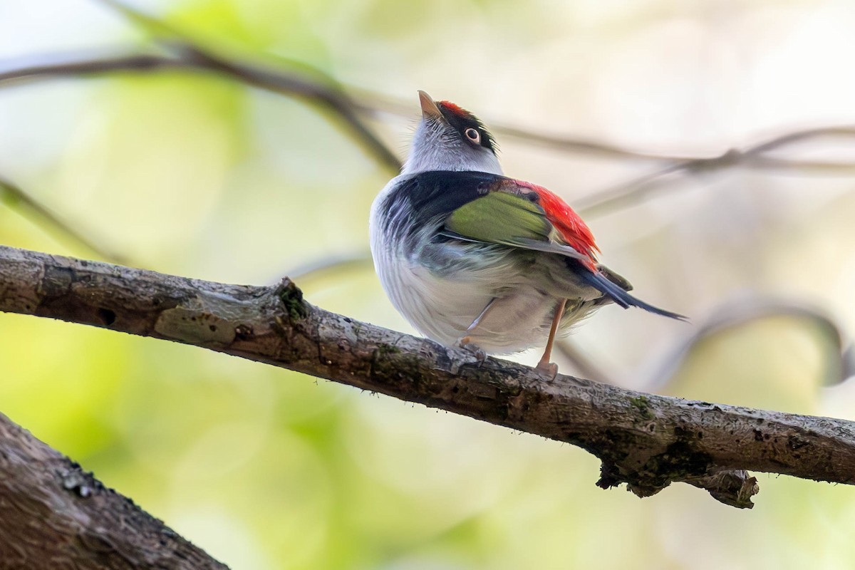 Pin-tailed Manakin - ML622519678