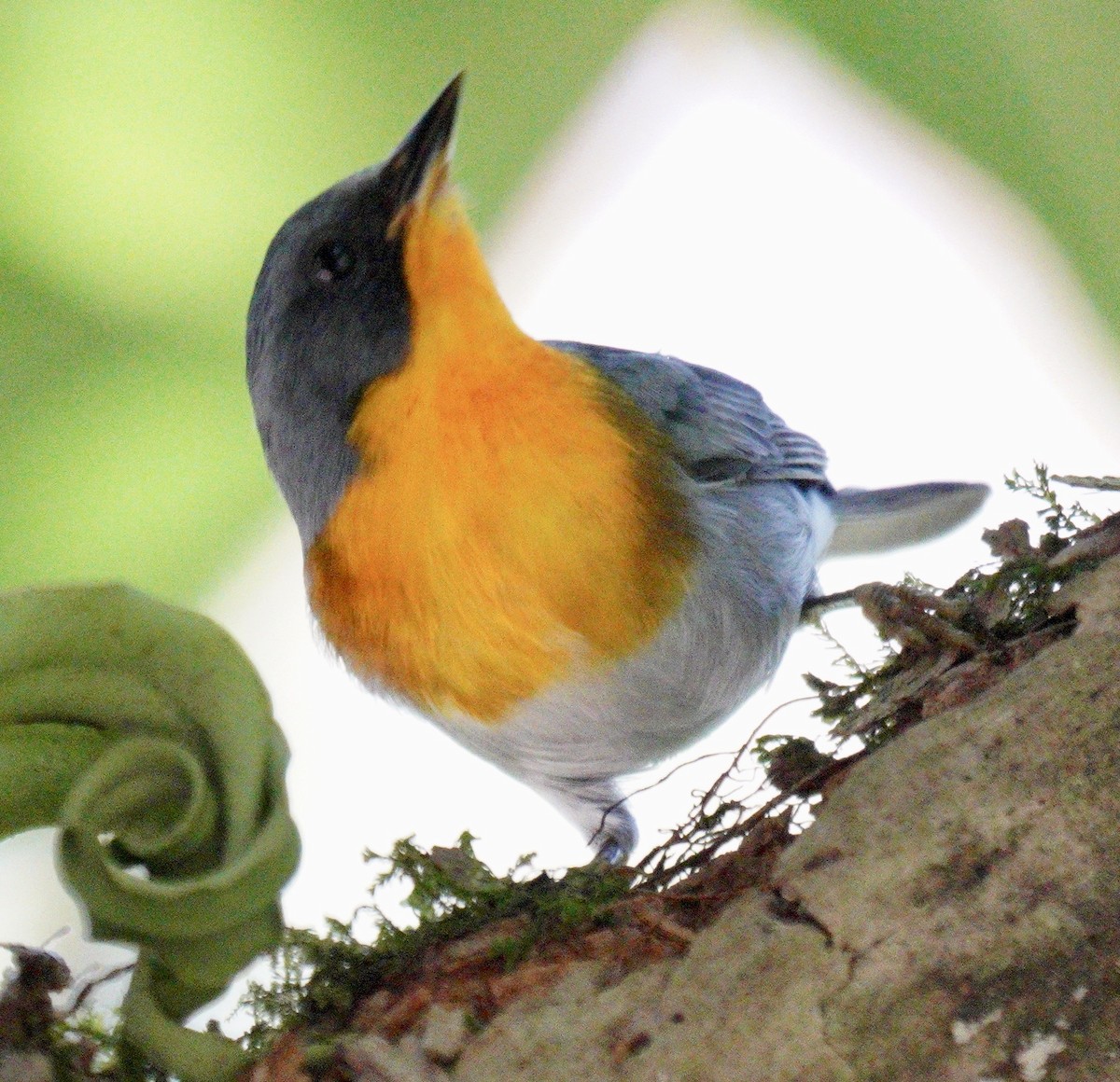 Flame-throated Warbler - ML622519685