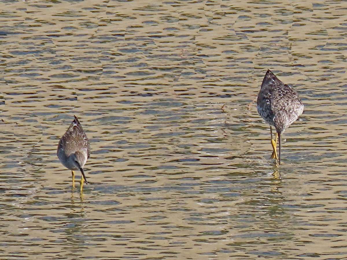 Lesser Yellowlegs - greg slak