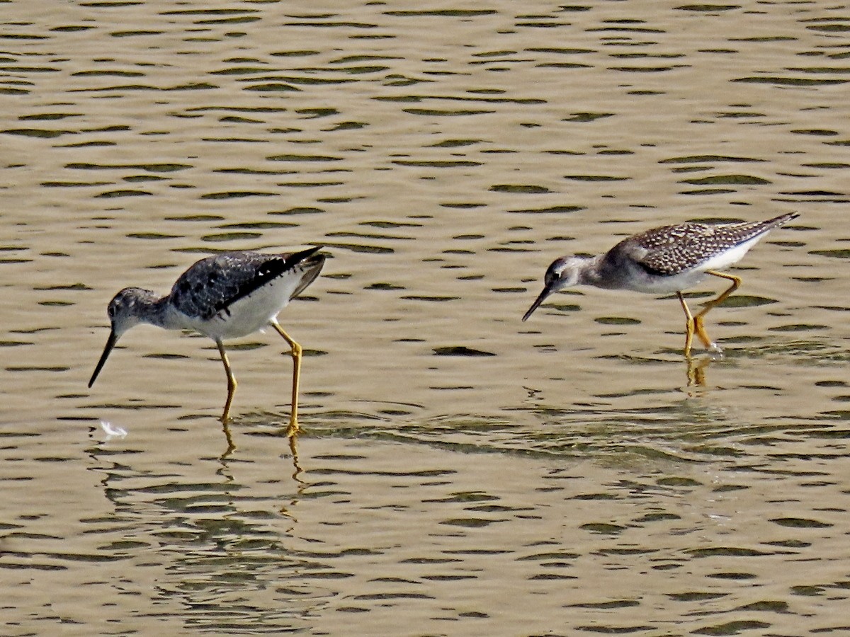 gulbeinsnipe - ML622519692