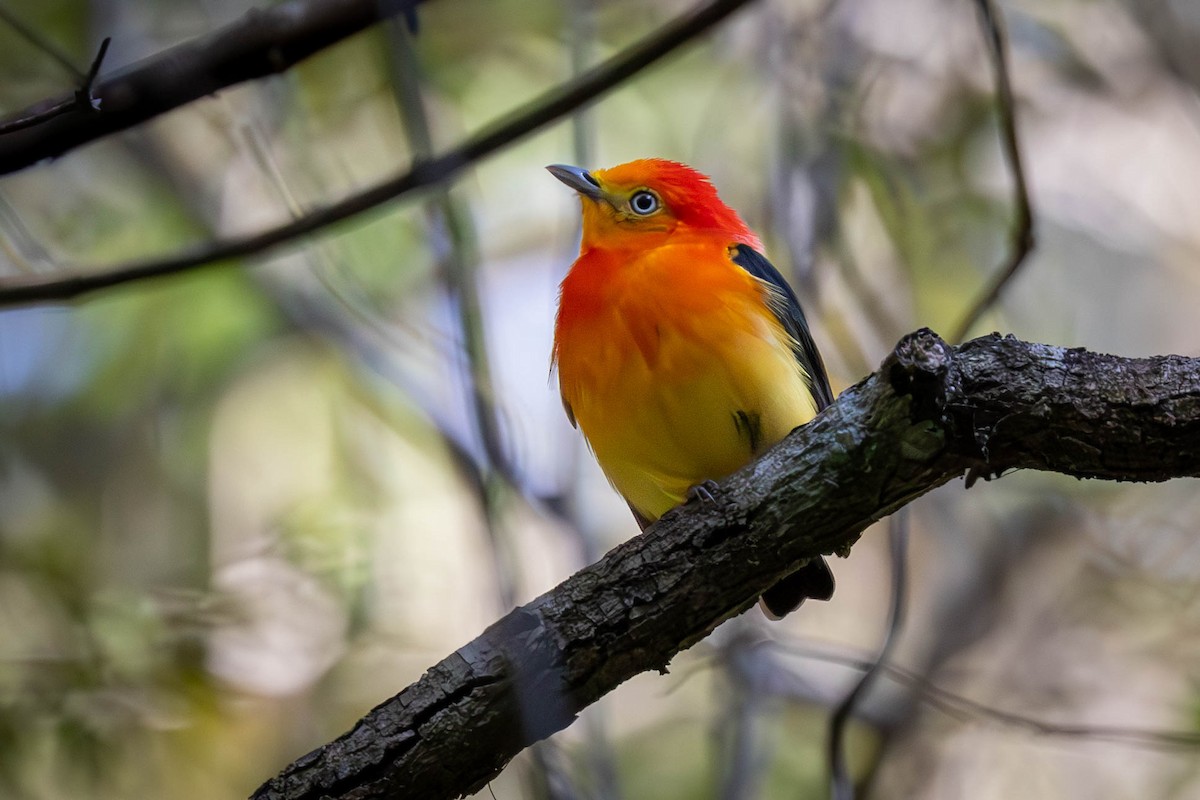 Band-tailed Manakin - ML622519705