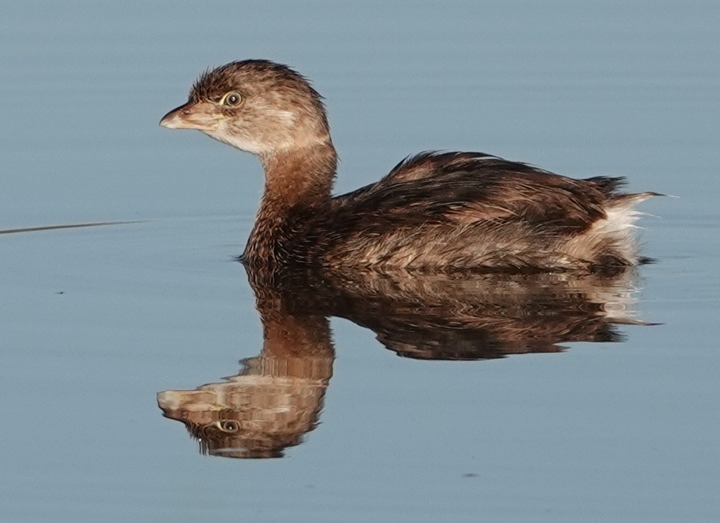 Pied-billed Grebe - David McDonald