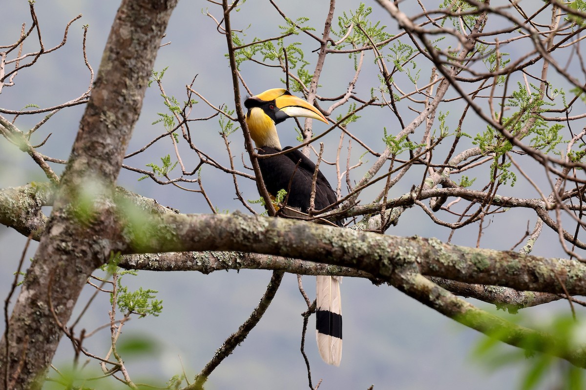 Great Hornbill - ML622519762