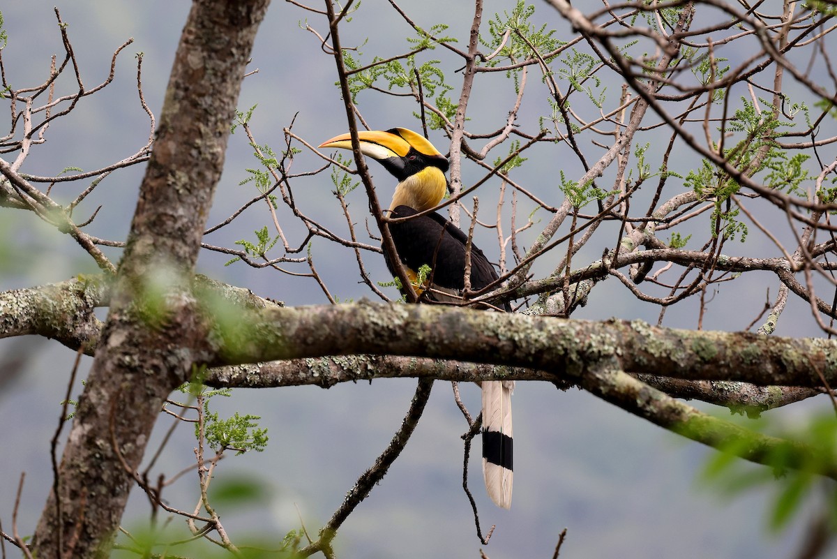 Great Hornbill - ML622519763