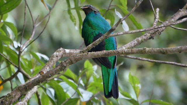 Golden-headed Quetzal - ML622519771