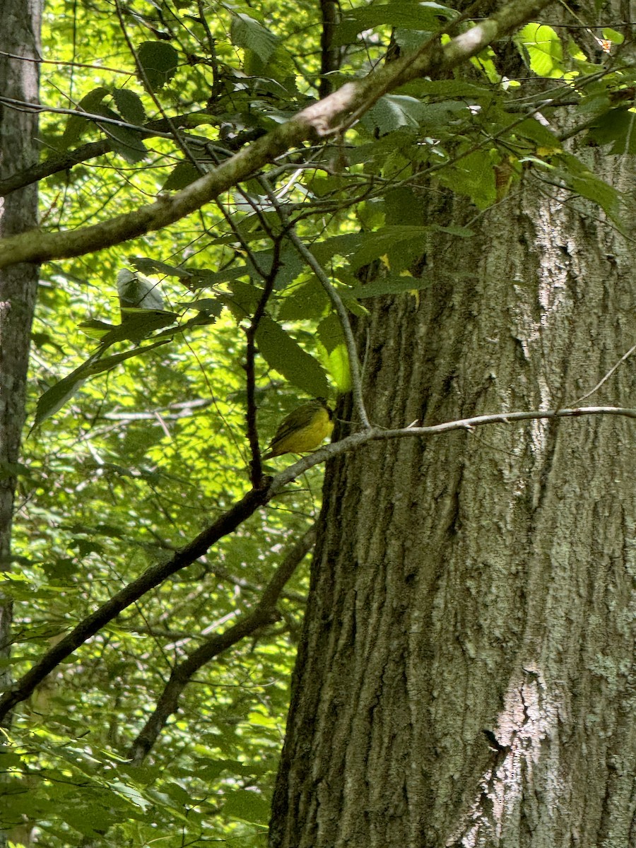 Hooded Warbler - ML622519772