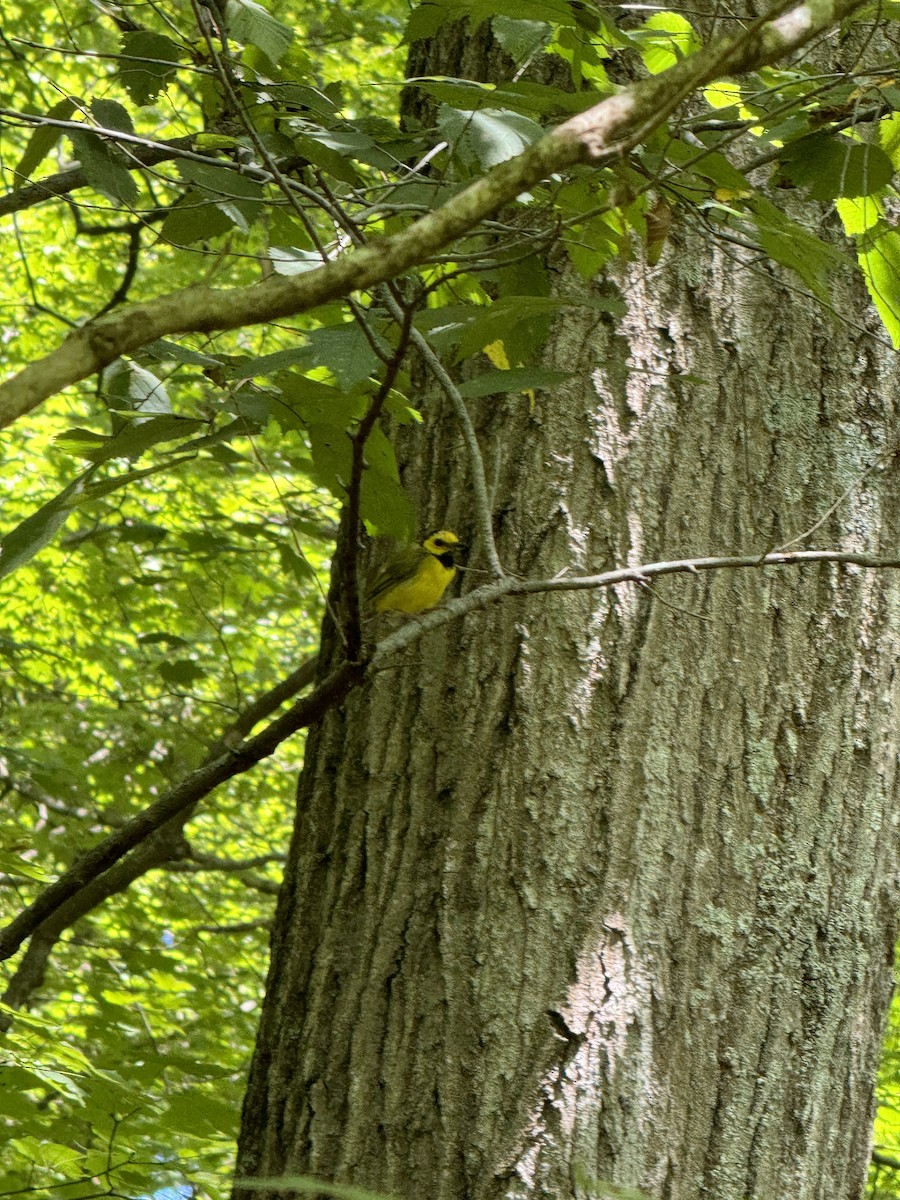 Hooded Warbler - ML622519773