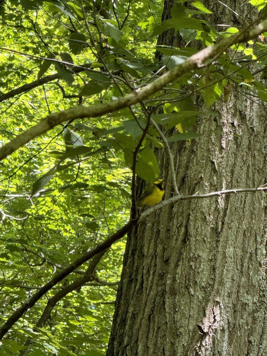 Hooded Warbler - ML622519774
