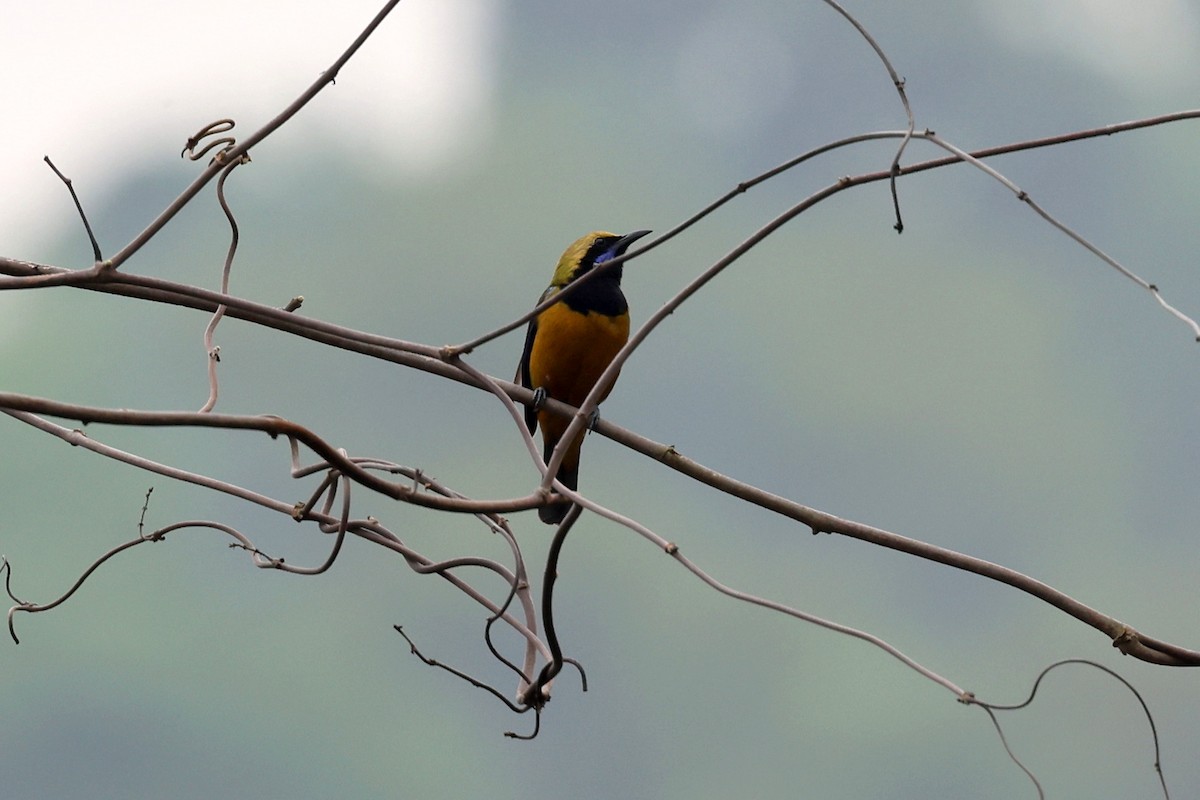 Orange-bellied Leafbird - ML622519781