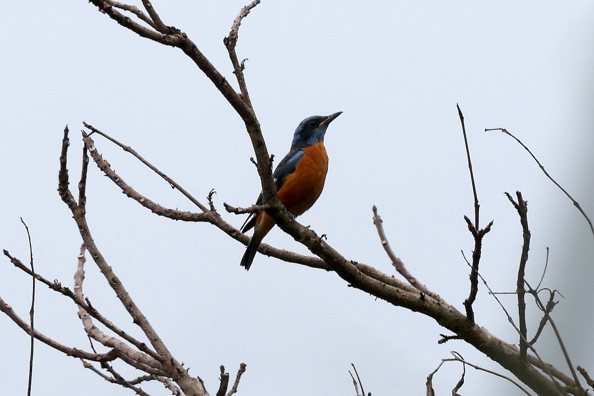 Blue-capped Rock-Thrush - ML622519782