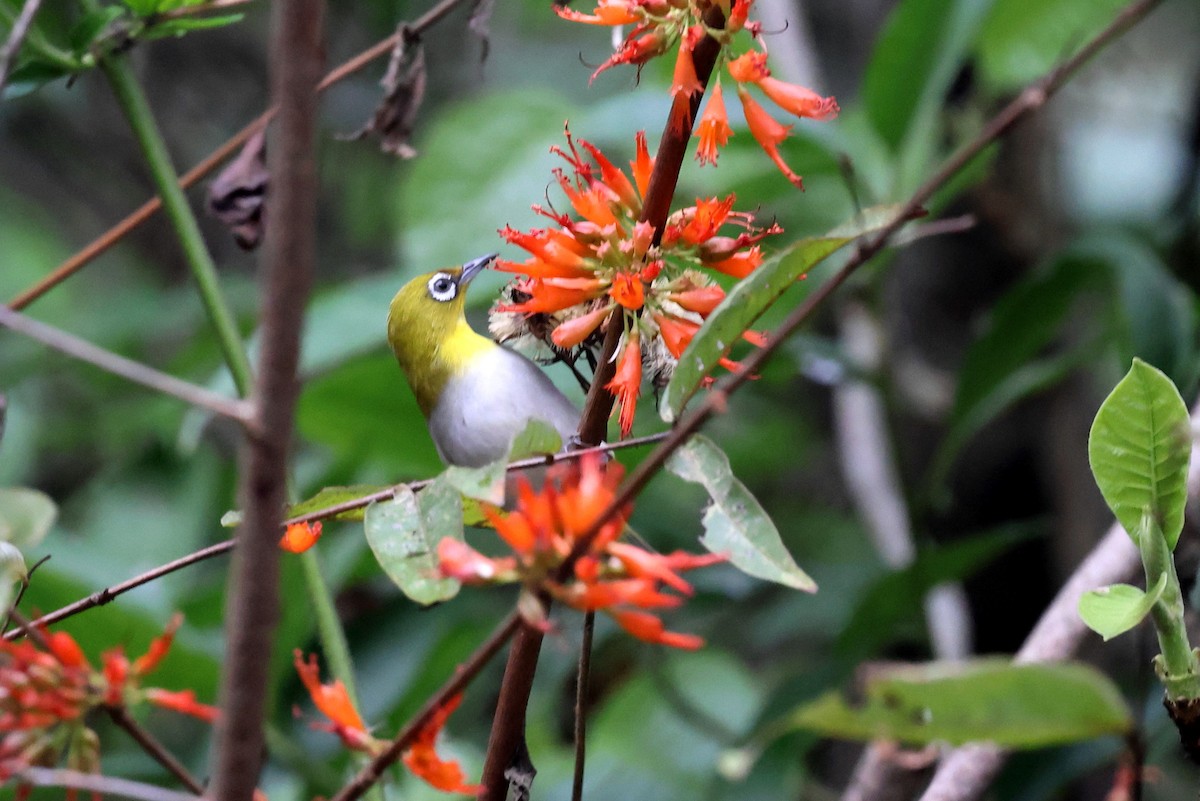 Indian White-eye - ML622519787