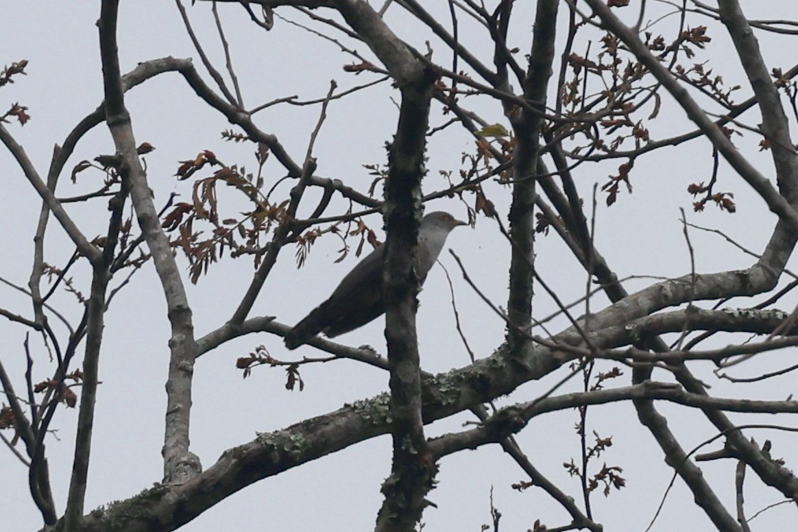 Hodgson's Hawk-Cuckoo - ML622519795