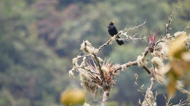 Glossy-black Thrush - ML622519871