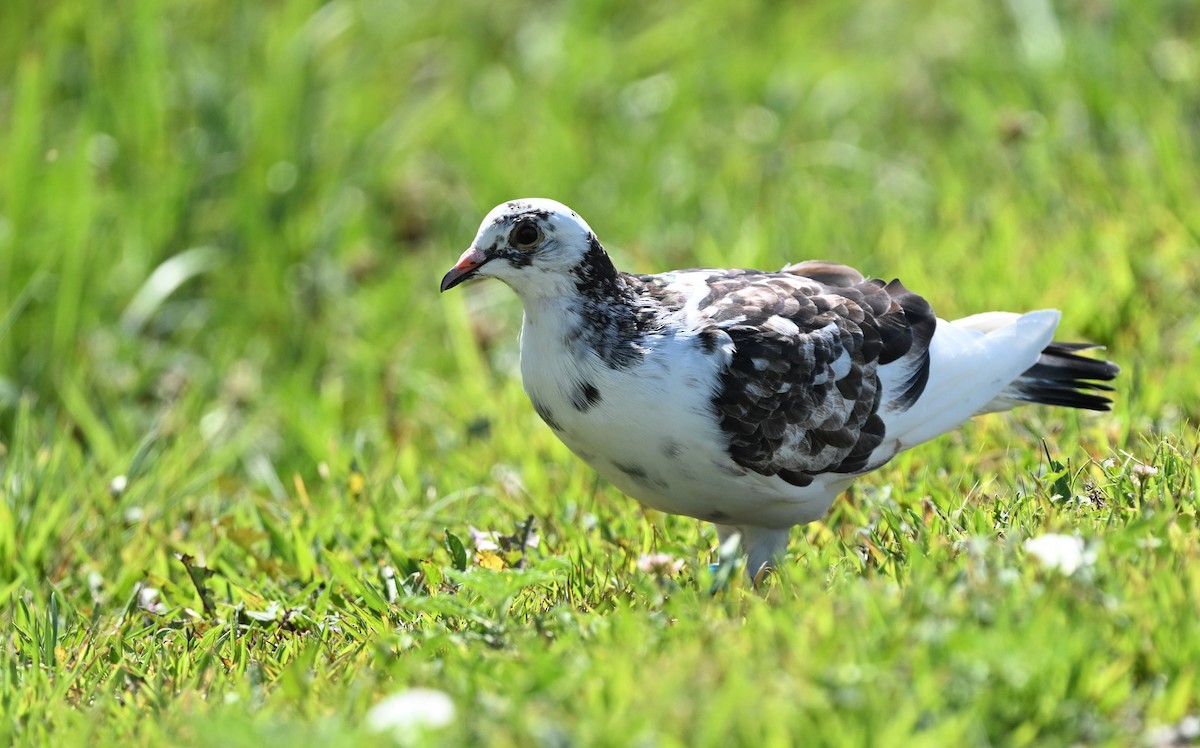 Rock Pigeon (Feral Pigeon) - ML622519882