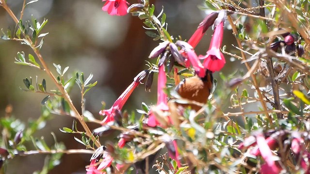 Black-throated Flowerpiercer - ML622519995