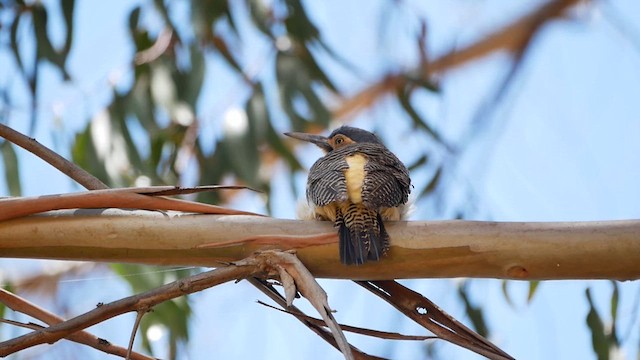 Andean Flicker - ML622519998