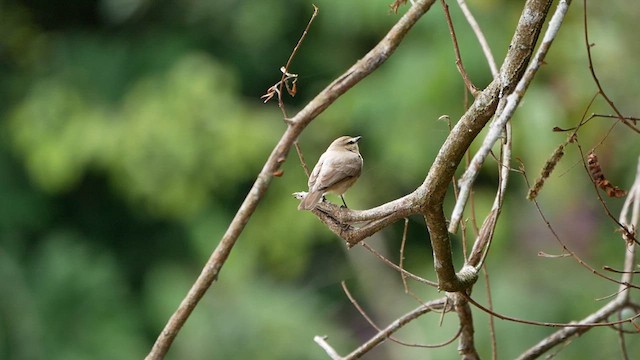 Drab Water Tyrant - ML622520027