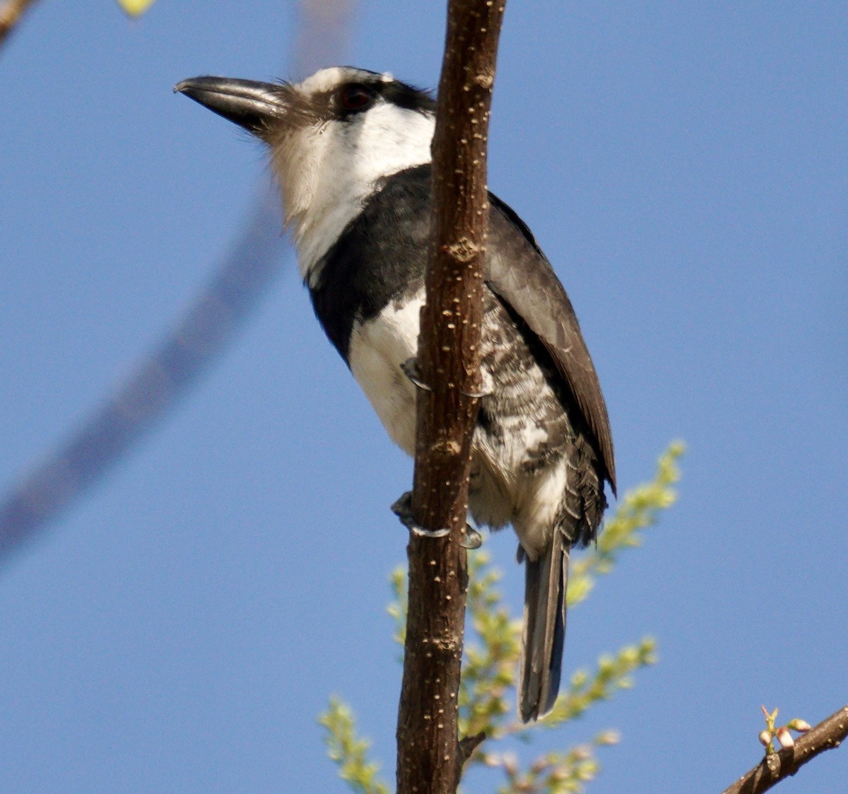 White-necked Puffbird - ML622520050