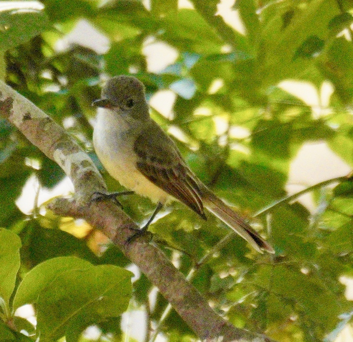 Panama Flycatcher - ML622520077