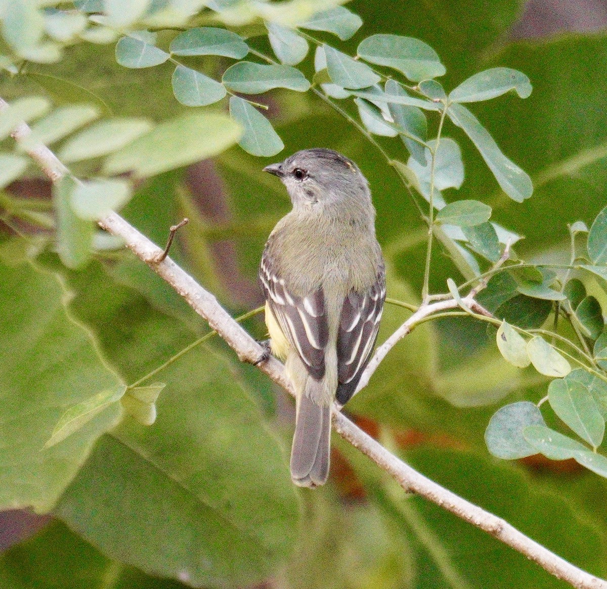 Yellow-crowned Tyrannulet - ML622520147