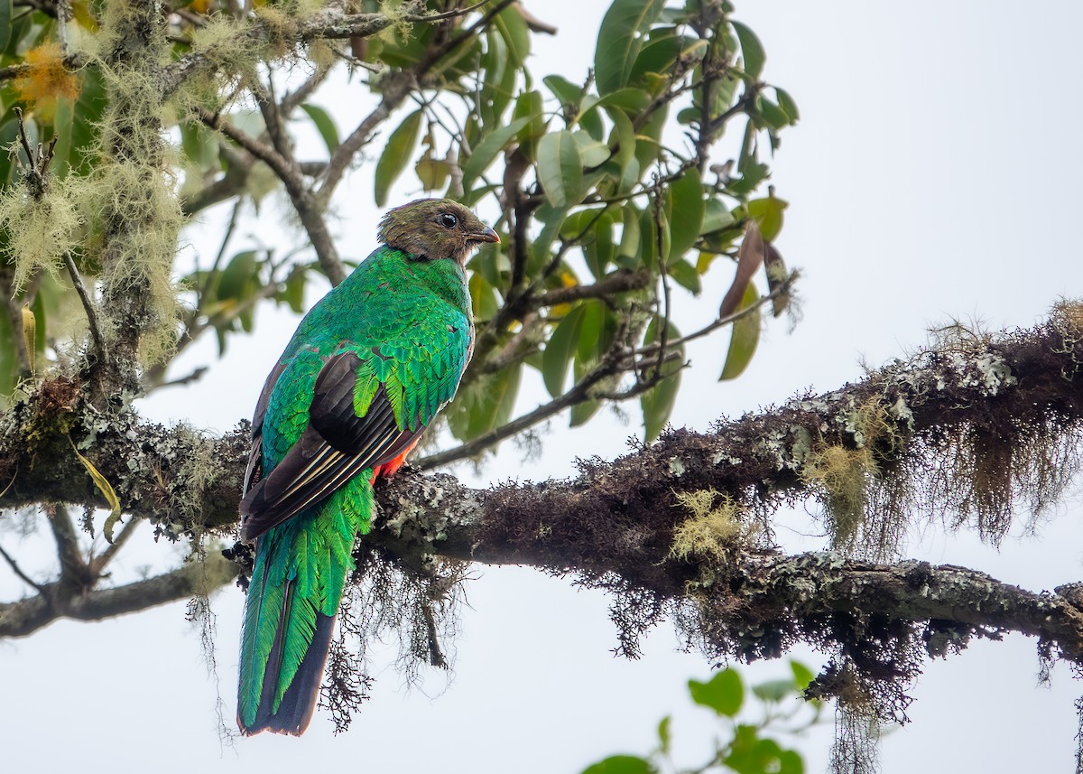 White-tipped Quetzal - ML622520201