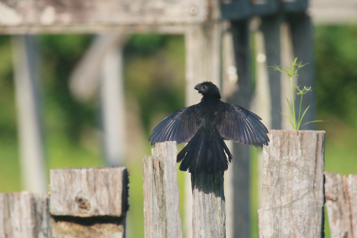 Smooth-billed Ani - ML622520204