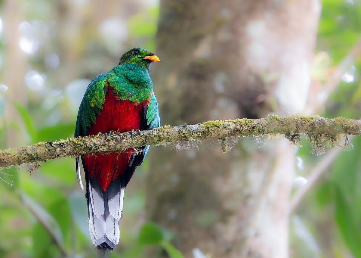 White-tipped Quetzal - ML622520205