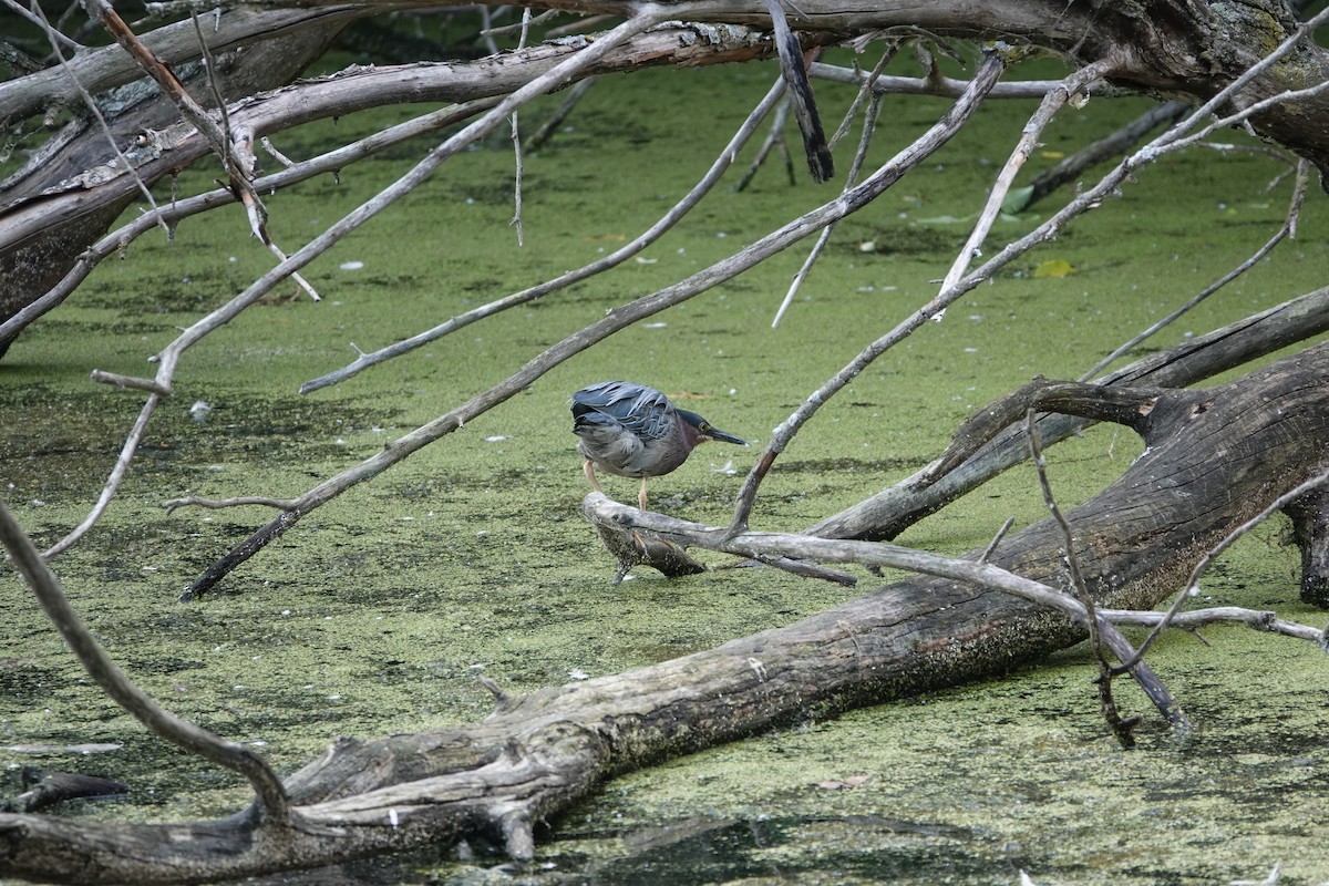 Green Heron - ML622520240