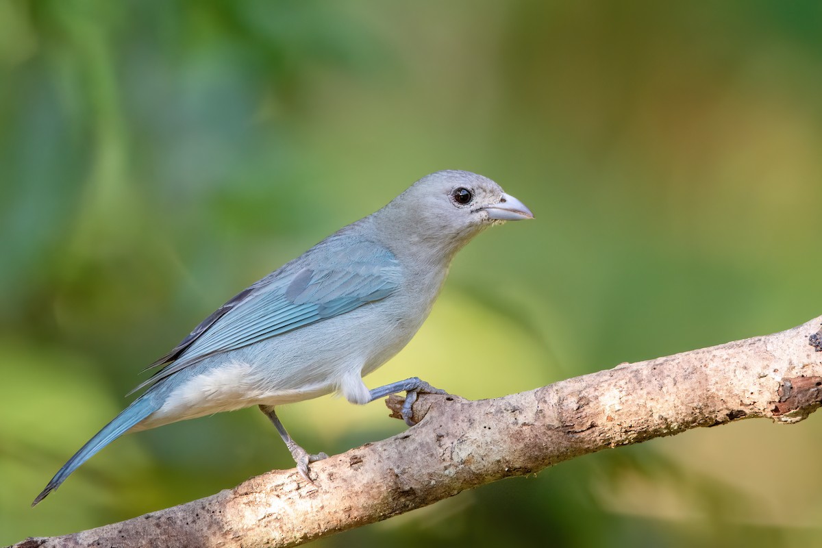 Sayaca Tanager - ML622520277